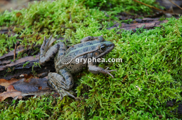 Grenouille - gryphea.com